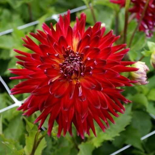 ГЕОРГИНА Манхэттен Айленд Разбор I Кол-во упак., шт 1