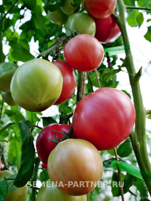 Томат Малиновая Идея - Партнер фото 3