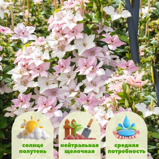 Клематис Пинк Фэнтези - Долина роз фото 6