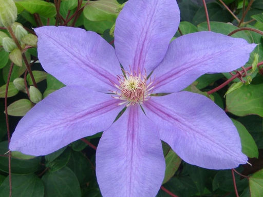 Клематис Лавсониана - Долина роз фото 3