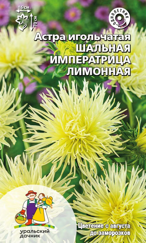 Астра ШАЛЬНАЯ ИМПЕРАТРИЦА ЛИМОННАЯ Игольчатая