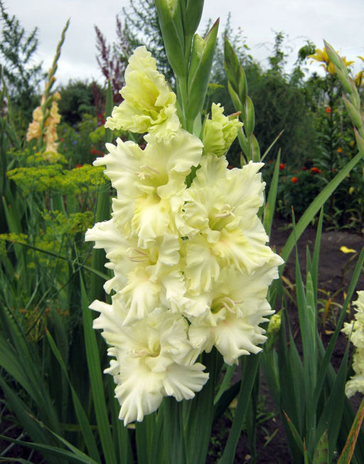 ГЛАДИОЛУС Кемерово Разбор 10/12 Кол-во упак., шт 8