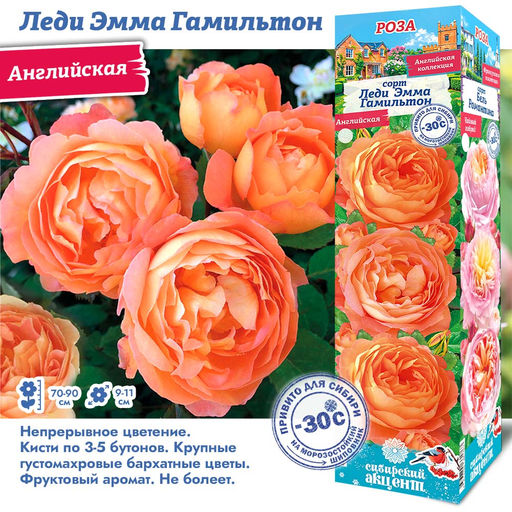 Роза Леди Эмма Гамильтон (Английская) 1шт