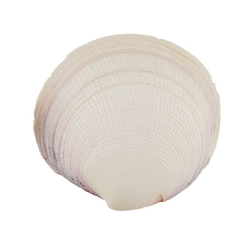 Blumentag / Zlatka DRF-001 Ракушки морские 3 шт. 8.2 см Codakia Tigrina