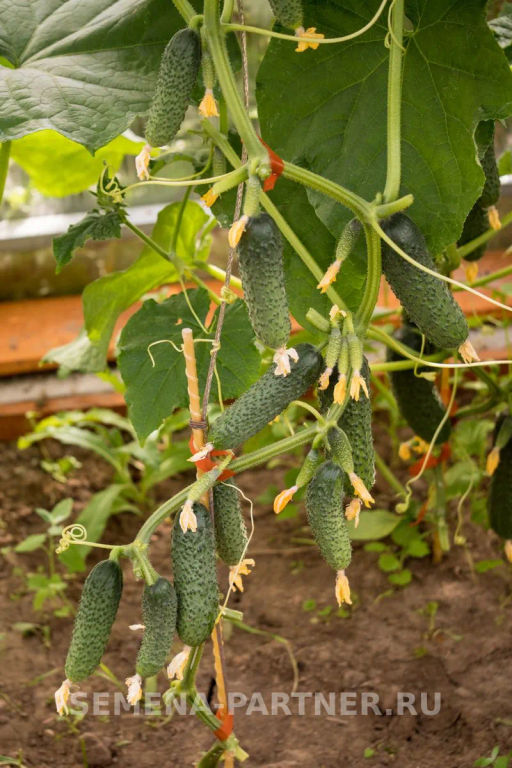 Огурец партенокарпический Бинго - Партнер фото 3
