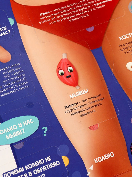 Книга с окошками «Как устроен человек?»