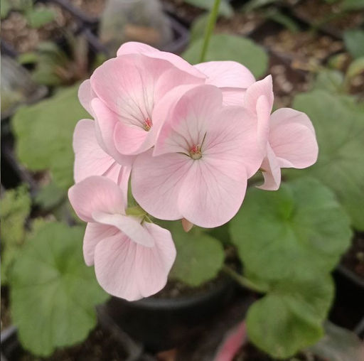 Пеларгония (герань) нежно розовая, горшок D10