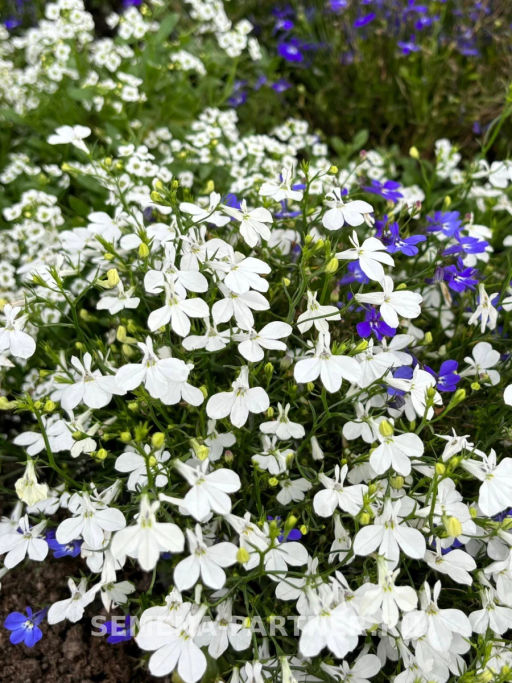 Лобелия каскадная Ривьера Уайт - Партнер фото 3