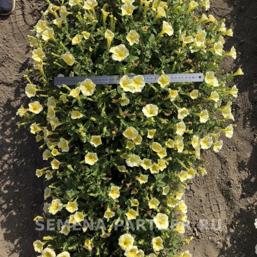 Петуния Итальянка Фульвия лимонно-желтая - Партнер фото 5