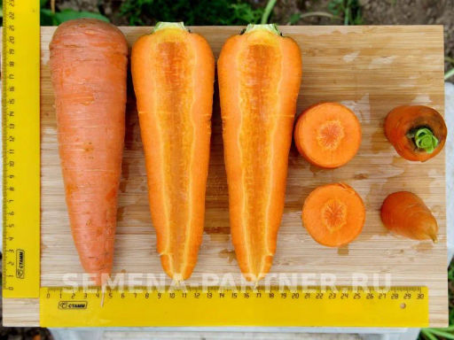 Морковь Боливар - Партнер фото 4