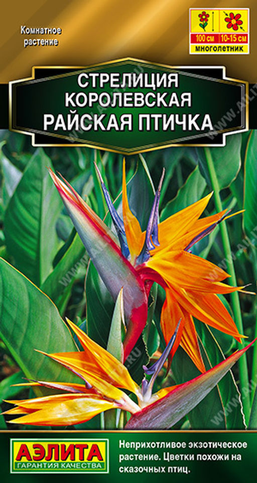 Стрелиция королевская Райская птичка (2026)