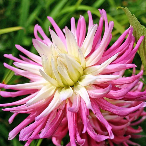 ГЕОРГИНА Старз Фейворит Разбор I Кол-во упак., шт 1