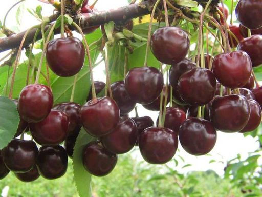 Вишня Жуковская 2х летние саженцы