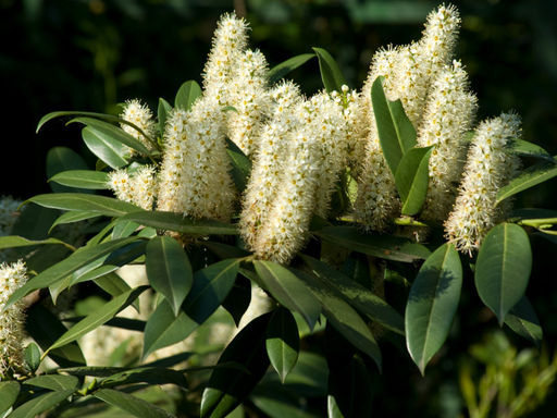 Лавровишня обыкновенная кавказская - Долина роз фото 4