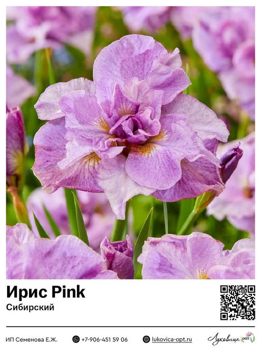 Ирис Pink (Сибирский)