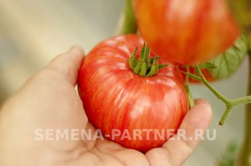 Томат Винтаж - Партнер фото 5