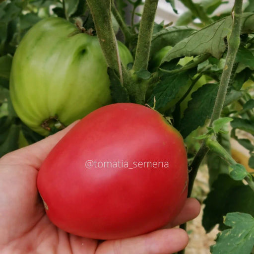 Задница обезьяны