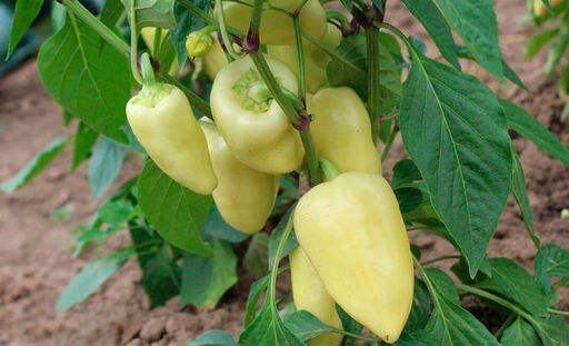 Перец Хаски F1