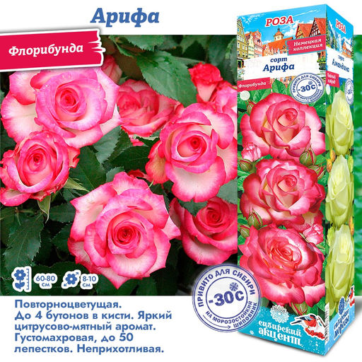 Роза Арифа (Флорибунда) 1шт