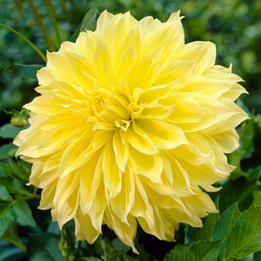 ГЕОРГИНА Кельвин Флудлайт Разбор I Кол-во упак.,шт 1