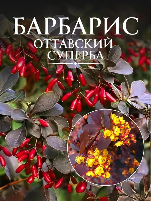 Барбарис оттавский Суперба С1,5