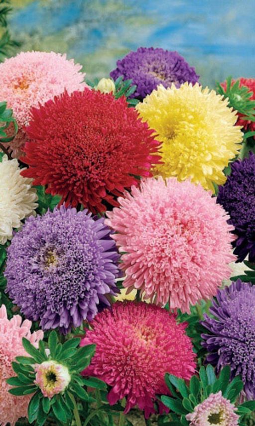 Астра принцесса СМЕСЬ ОКРАСОК