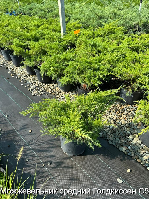 Можжевельник средний Голдкиссен С5 - Park rose фото 2