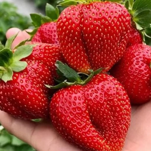 Клубника Мармелада