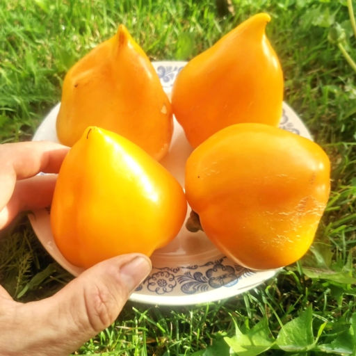 Перец Сердцевидный жёлто-оранжевая Леся