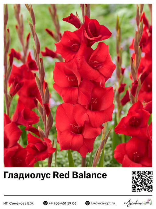 Гладиолус Red Balance