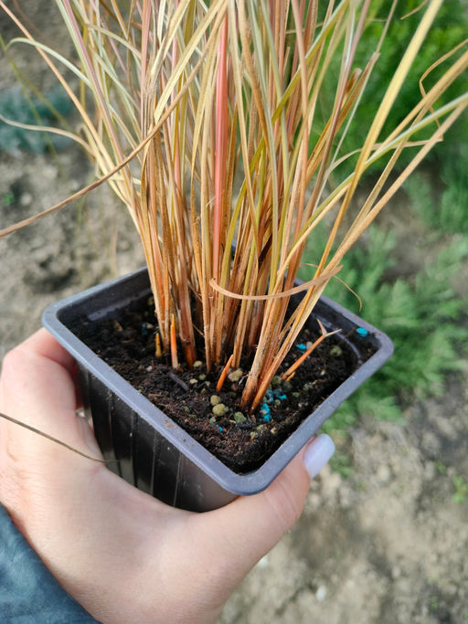 Осока Милк Чоколейт