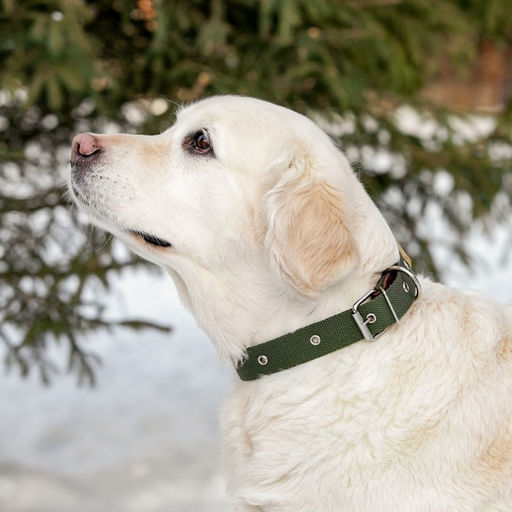 Ошейник брезентовый однослойный, 66 х 3 см, ОШ 33-60 см, тёмно-зелёный - Пижон фото 5