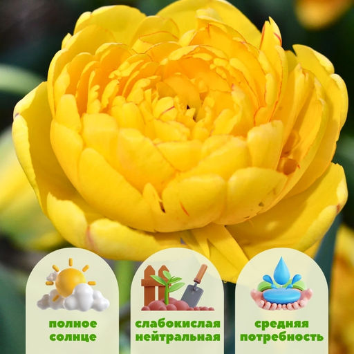 Тюльпан Еллоу Помпонет