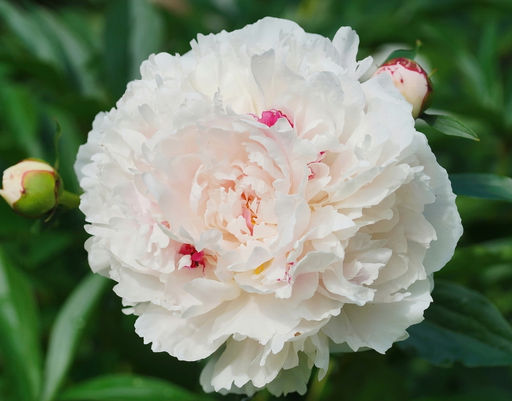 ПИОН Фестива Максима Разбор 2/3 n Кол-во упак., шт 1