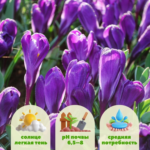 Крокус Flower Record (Флавер Рэкорд) 5 шт - Долина роз фото 7
