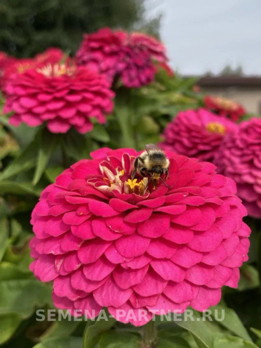 Цинния георгиновидная Сочные тропики Космополитен - Партнер фото 5