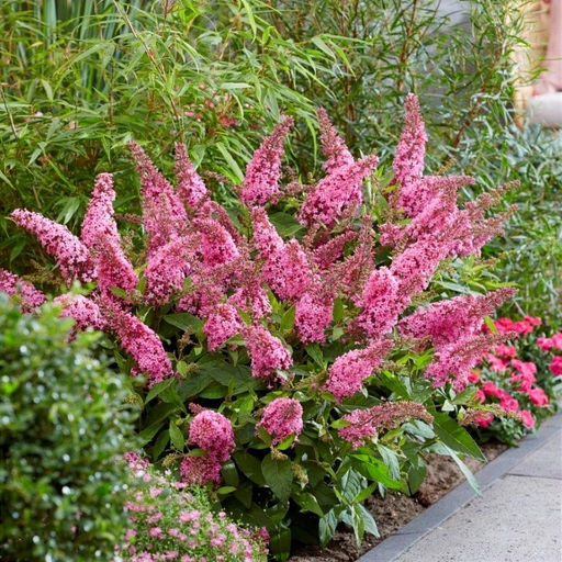 Буддлея Давида Butterfly Candy Little Pink - Голландские луковицы фото 2