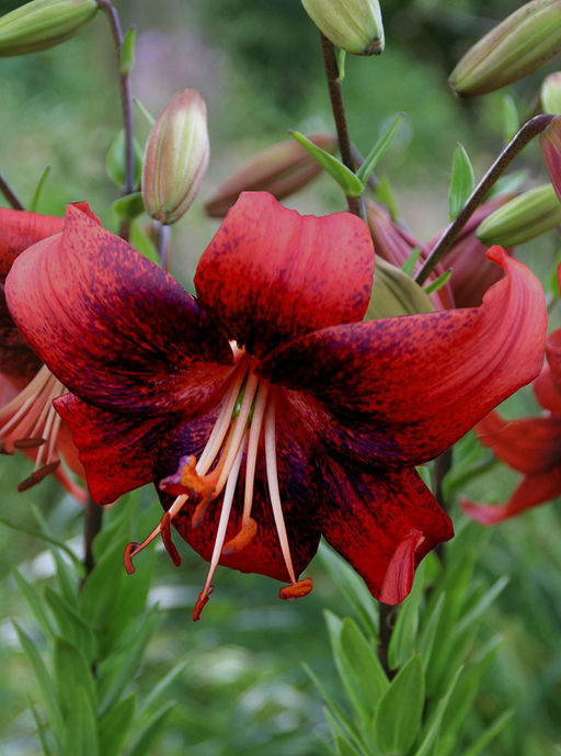 ЛИЛИЯ Строберри Ивент Разбор 12/14 Кол-во упак., шт 3