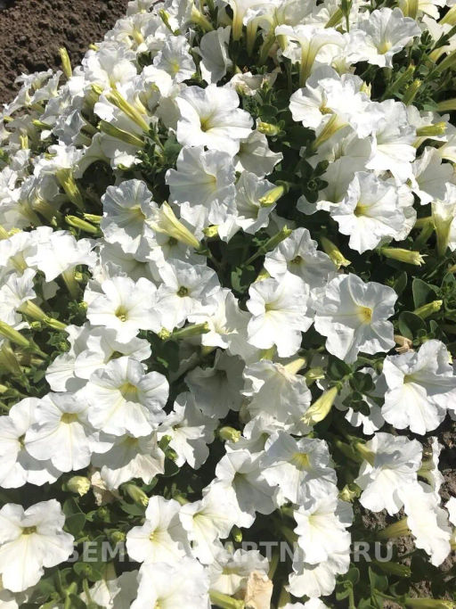 Петуния МиМи Лучиана каскадная белая - Партнер фото 4