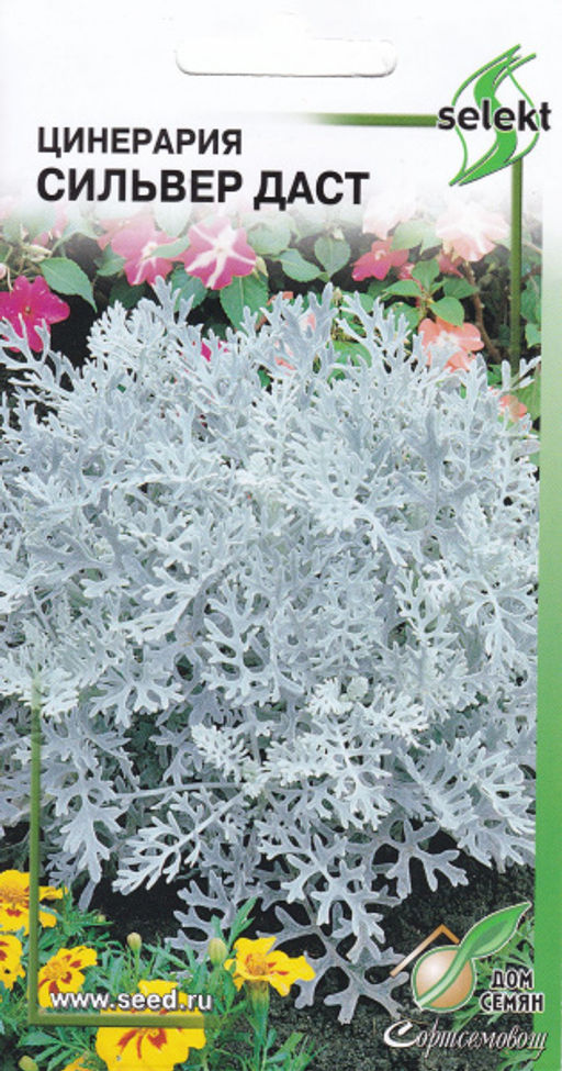Цинерария Сильвер Даст