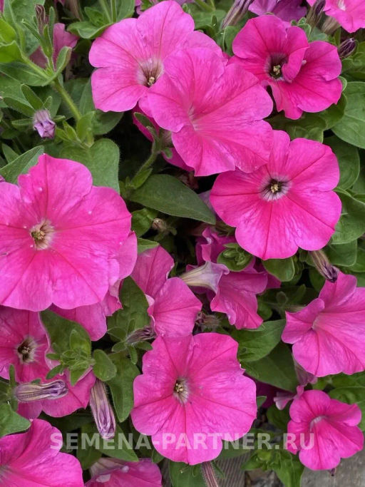 Петуния Итальянка Розабелла розово-белая - Партнер фото 7