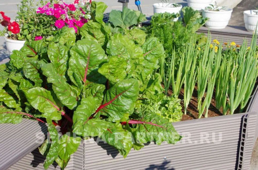 Мангольд Красный - Партнер фото 5