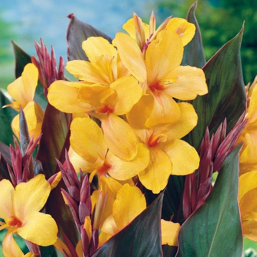 Канна Louis Cottin (Коричневолистная) - Голландские луковицы фото 2