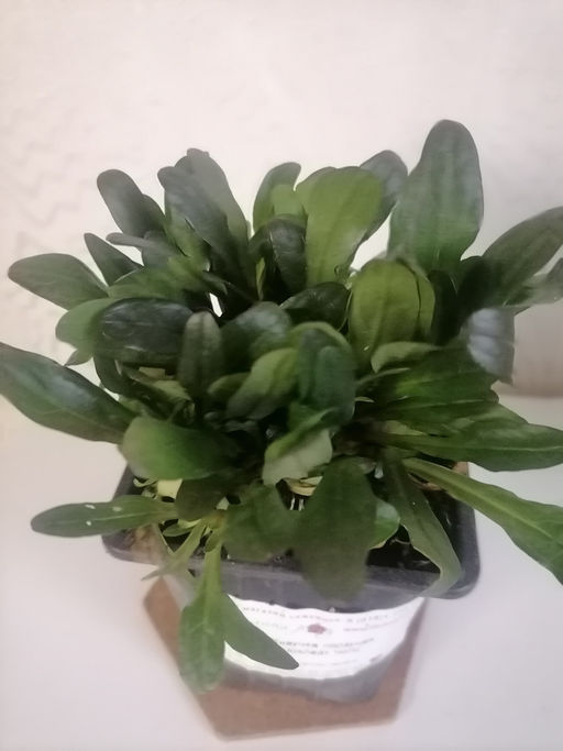 Живучка ползучая Чоклейт Чипс