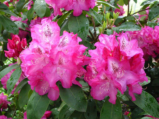 Рододендрон Гартендиректор Глокер - Долина роз фото 5