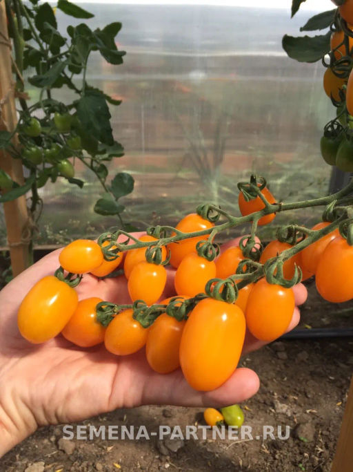 Томат Черри Магнифика - Партнер фото 7