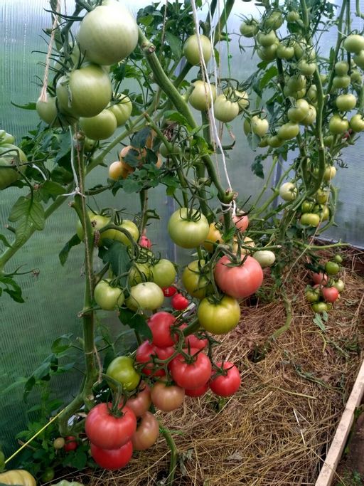 Томат ГЕРМАН F1 - Уральский дачник фото 4