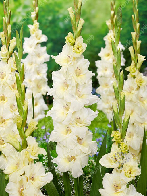 ГЛАДИОЛУС Айвори Присцилла Разбор 10/12 Кол-во упак., шт 10