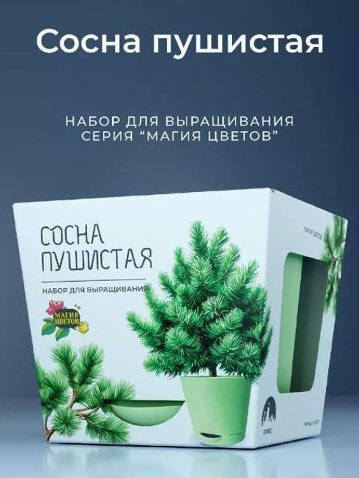 Набор для выращивания растений "Магия Цветов", "Сосна пушистая"