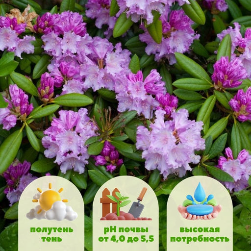 Рододендрон Каролина Альбрук